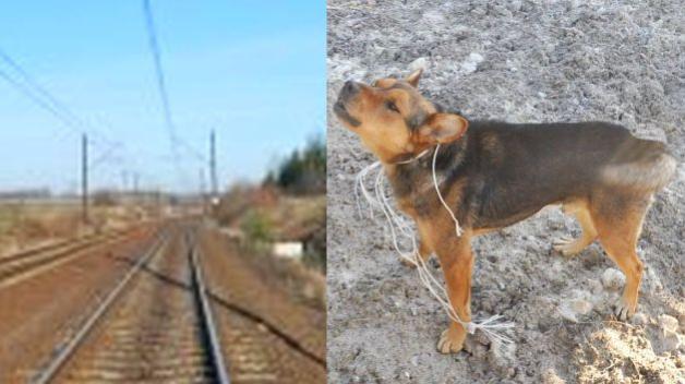 Łódzkie: Funkcjonariusze uratowali psa przywiązanego sznurkiem do torów! Dorwali sadystę, którego wskazało uratowane zwierzę!